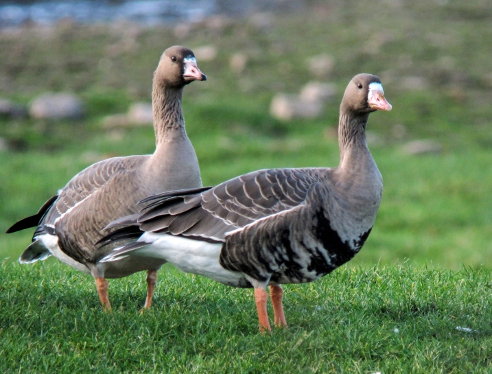 Two greater white-fronted geese.